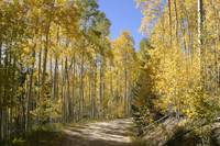 September Aspen